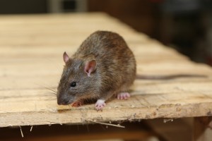Rodent Control, Pest Control in Beckenham, Elmers End, Park Langley, BR3. Call Now 020 8166 9746