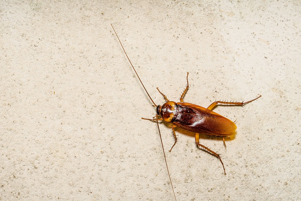 Cockroach Control, Pest Control in Beckenham, Elmers End, Park Langley, BR3. Call Now 020 8166 9746