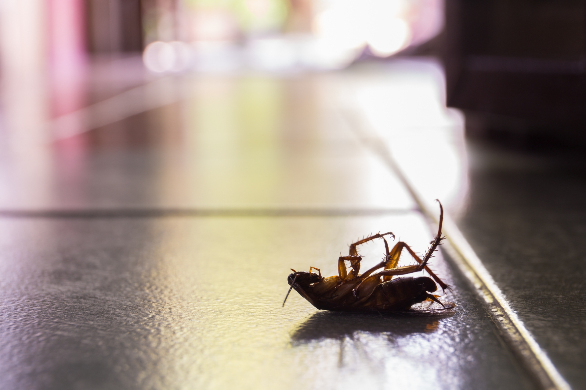 Cockroach Control, Pest Control in Beckenham, Elmers End, Park Langley, BR3. Call Now 020 8166 9746