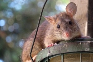 Rat extermination, Pest Control in Beckenham, Elmers End, Park Langley, BR3. Call Now 020 8166 9746