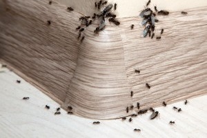 Ant Control, Pest Control in Beckenham, Elmers End, Park Langley, BR3. Call Now 020 8166 9746